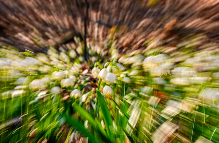 snowflake, first flowers of spring. abstract background with lense zoom blur effectの写真素材