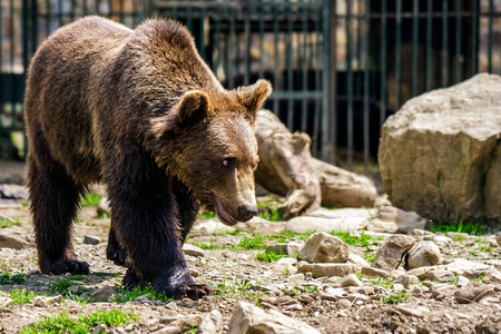 curious little brown bear in Carpathians. Rehabilitation center near Synevir lake in TransCarpathia, Ukraine.の写真素材