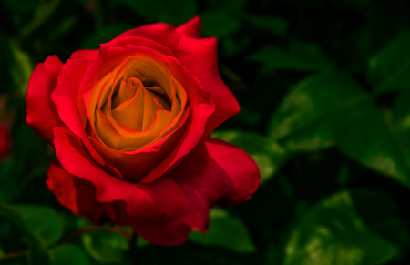 red rose on green blurred background in gardenの写真素材