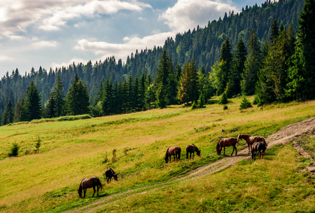 Horses grazing near the road in a clearing at the edge of the forestの写真素材