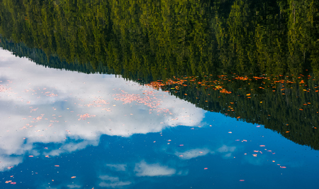 beautiful nature background of foliage on the water reflecting spruce forestの写真素材