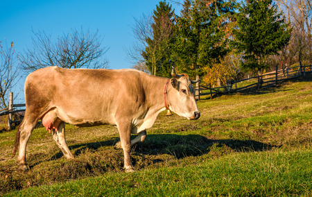 cow paths pasture on hillside near forest. lovely everyday episode of rural lifeの写真素材