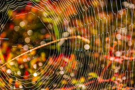 lovely background with web on beautiful foliage bokeh