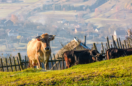 cow go uphill near the fence on hillside. lovely rural scenery with village in valley on the backgroundの写真素材