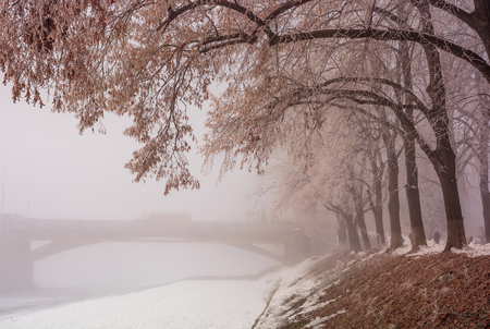 longest in Europe linden alley on winter foggy and frosty morning. Mysterious scenery near the Masaryk bridge in Uzhgorod, Ukraineの写真素材