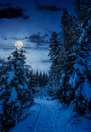 path through spruce forest in winter. beautiful nature scenery with snowy trees at night in full moon light