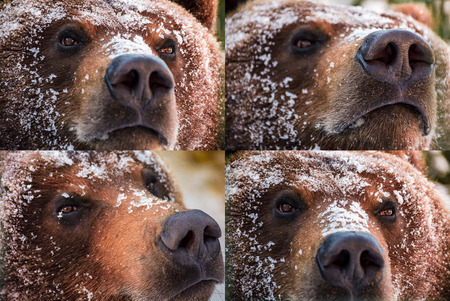 emotions collage of brown bear muzzle in snow. curious, angry, proud and wily look of an animal. focus on eyes or noseの写真素材