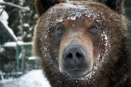 muzzle of a brown bear in snow. curious animal look. focus on eyesの写真素材