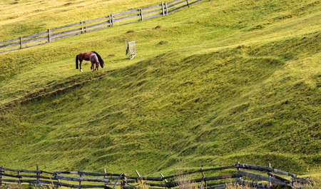 horses grazing on a grassy hillside with wooden fences. lovely rural scenery in autumnの写真素材