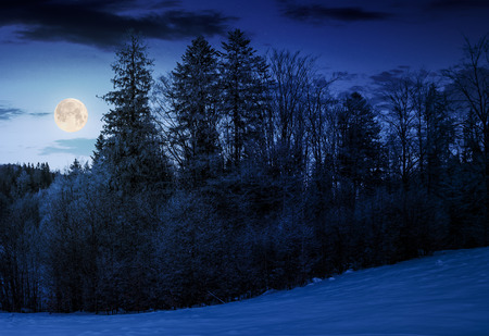 Forest on snowy hillside at night in full moon light. Beautiful nature backgroundの写真素材