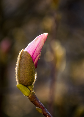 Magenta Magnolia flower opening in springtime. beautiful intimate nature sceneryの写真素材
