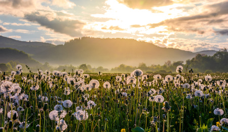 field of white fluffy dandelions at foggy sunrise. beautiful countryside scenery in mountainous areaの写真素材