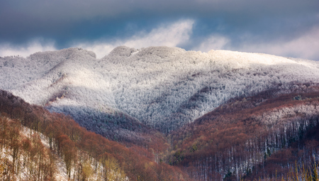 snowy top of the mountain on a cloudy winter day. forested hill with frosted tree crownsの写真素材