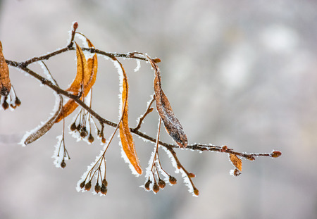 frozen leafs of linden tree on a branch. lovely nature background in winterの写真素材