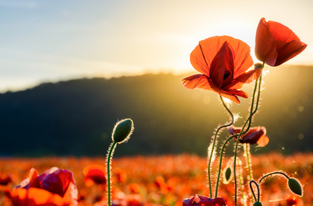 poppy flowers close up in the field. beautiful summer backgroundの写真素材