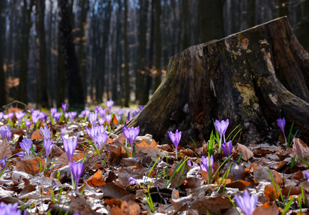 purple crocus flowers near the stump. beautiful springtime scenery in forest on a sunny day. power of nature conceptの写真素材