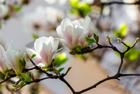 white flowers of magnolia tree blossom. lovely springtime background on a bright dayの写真素材