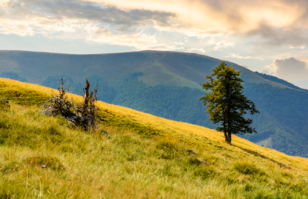 tree on the grassy hillside. Apetska mountain in the distance. beautiful summer nature scenery in mountainsの写真素材