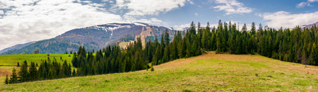 panorama of spruce forest on a hill. lovely springtime landscape with snowy tops of Borzhava...