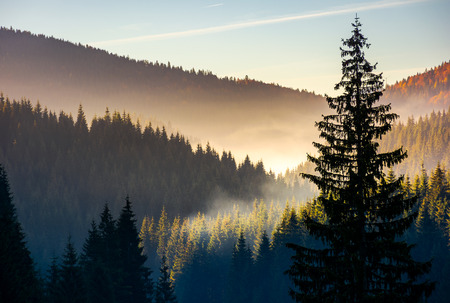 spruce forest in fog at sunrise. beautiful autumn scenery of Apuseni Mountains of Romaniaの写真素材