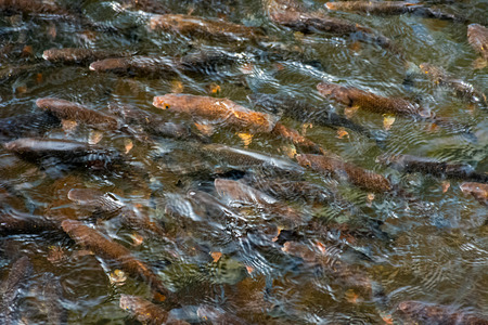 lots of trout in clear water of wild lake. lovely nature background close-up.