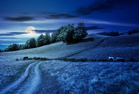 path uphill through grassy meadow. few cows grazing in the distance. lovely countryside summer sceneの写真素材