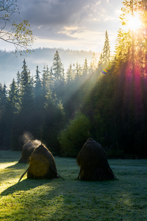 steaming haystack in the forest at sunrise. rare rural backgroundの写真素材