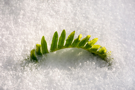 green fern leaves in snow. lovely nature backgroundの写真素材