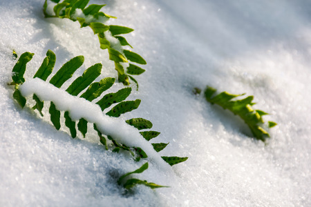 green fern leaves in snow. lovely nature backgroundの写真素材