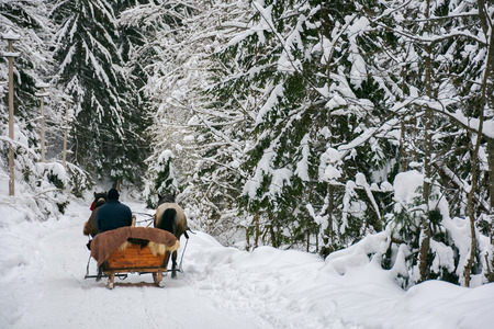 winter ride in horse sleigh. deep snow in ancient forestの写真素材
