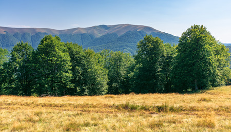 primeval beech forest in mountains. meadows in weathered grass. range of ridges in the distance. wonderful carpathian summer landscape. fine weather in august.