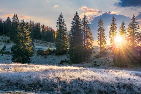sunrise in the spruce forest. gorgeous nature scenery. weathered grass in hoarfrost and rime on the meadow.の写真素材