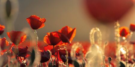 red poppies in the field in evening light. beautiful nature panorama with flowers. sunny weather....