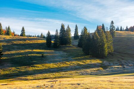 spruce trees on the hill at sunrise. beautiful autumn nature scenery of apuseni natural park. hazy weather with bright blue sky and clouds. grass in melting hoarfrostの写真素材