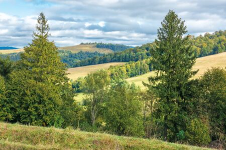 beautiful countryside in early autumn. trees along the grassy meadow on the hill. sunny weather with cloudy sky. wonderful scenery of carpathian mountainsの写真素材