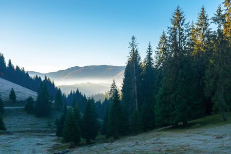 beautiful autumn scenery in mountains. coniferous trees on steep slopes of a hill. distant valley full of fog glowing in the morning light. amazing sunrise in apuseni natural park, romaniaの写真素材