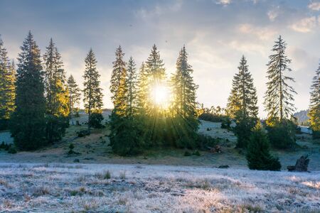 spruce trees on the hill at sunrise. beautiful autumn nature scenery of apuseni natural park. hazy weather with bright blue sky and clouds. grass in melting hoarfrostの写真素材