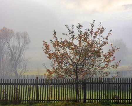 thick fog in autumn rural area. tree behind the fence. mysterious weather phenomenon at sunriseの写真素材
