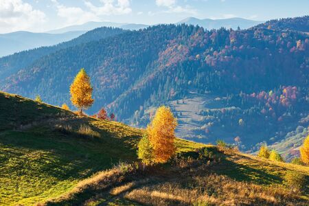 yellow trees on the hill. beautiful autumn landscape of mountainous countryside. sunny warm weatherの写真素材