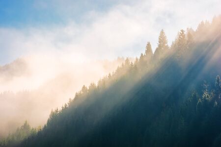 morning fog in conifer forest in warm sun lightの写真素材