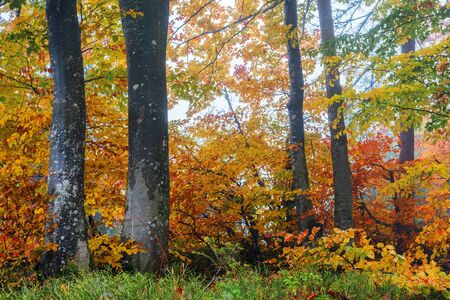 beech forest on a hazy morning. beautiful autumn scenery in the woods. gloomy weather. trees in...