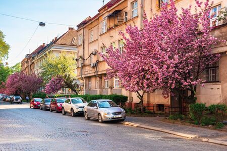 Uzhgorod, Ukraine - 19 APR, 2019: streets of uzhgorod in sakura blossom. beautiful scenery in evening light. cars parked on the paved roadside under the trees in purple bloom. popular selfie locationのeditorial素材