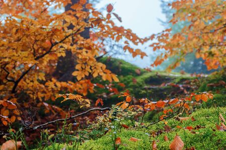 forest scenery on a hazy autumn day. tight close up of twigs in colorful foliage. mysterious atmosphere.の写真素材