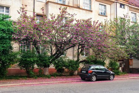 uzhhorod, ukraine - 02 MAY, 2010: black compact suv car under the cherry tree in blossom. typical scenario on the streets of old town in springtime. fallen petals on the cobbled pavement.のeditorial素材