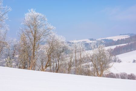 trees in hoarfrost on snow covered meadow. sunny forenoon of mountainous landscape. hazy atmosphere with blue sky. calm winter nature scenery. beautiful countrysideの写真素材