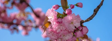 pink cherry blossom close up. spring has sprung. beautiful panoramic nature background