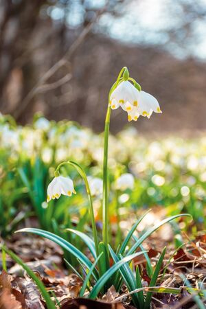 snowdrop flowers on the forest glade. sunny springtime scenery. white Leucojum aestivum bloom symbol of new beginnings and warm daysの写真素材