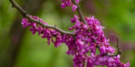 judas tree in blossom. purple flowers on the twigs. beautiful redbud background.の写真素材