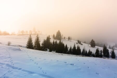 mountainous countryside in fog. glowing winter mist at sunrise. spruce trees on the snow covered meadow. mysterious scenery. bad weather conceptの写真素材