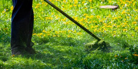 trimming dandelions and other weeds in the yard. an overgrown backyard clearing with brush cutter. springtime lawn care conceptの写真素材